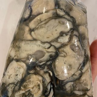 浜名湖カキ 白洲、新居、舞阪