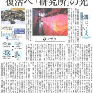 栽培漁業の未来　浜名湖のアサリ（中日新聞）