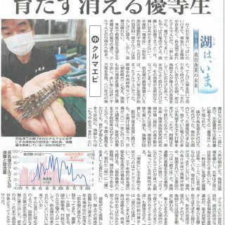 栽培漁業の未来　浜名湖のクルマエビ（中日新聞）