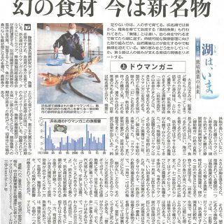栽培漁業の未来　浜名湖のドウマンガニ（中日新聞）
