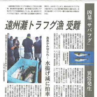遠州灘トラフグ漁受難（静岡新聞）