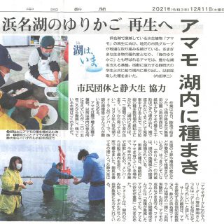 浜名湖アマモ再生活動（中日新聞）