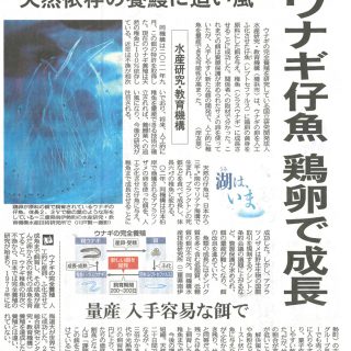 ウナギ仔魚が鶏卵で成長（中日新聞）