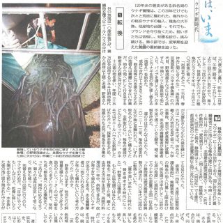 浜名湖の養鰻 最前線（中日新聞）