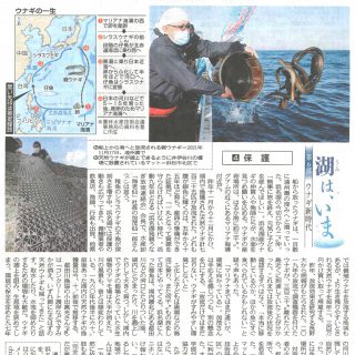 ウナギ新時代 保護 ‐天然鰻放流（中日新聞）