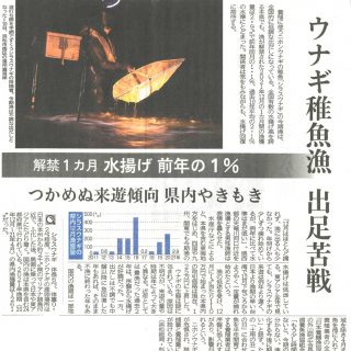 ウナギ稚魚漁 出足苦戦（静岡新聞）