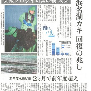 浜名湖カキ回復の兆し（中日新聞）