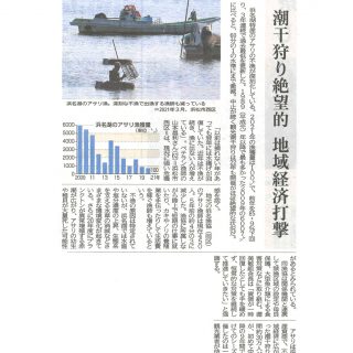 浜名湖アサリ激減（静岡新聞）