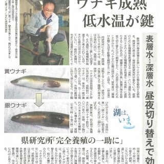 ウナギ成熟 低水温が鍵（中日新聞）