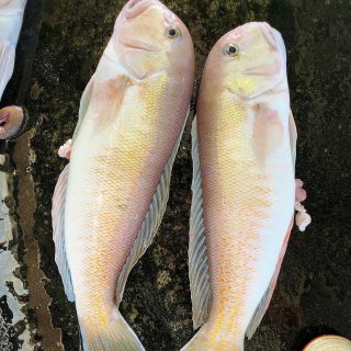 遠州灘舞阪〜 釣シロアマダイ 釣赤ムツ 活アジ