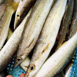 浜名湖どうまん 舞阪港かます 御前崎天然カンパチ 長崎脂メダイ