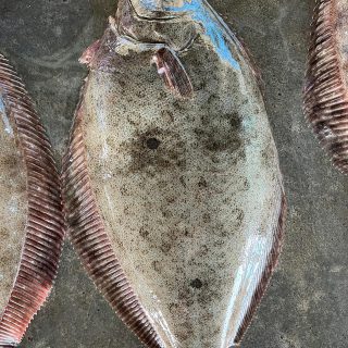 浜名湖産 セルカキ 御前崎 活ヒラメ 兵庫 ボイルホタルイカ