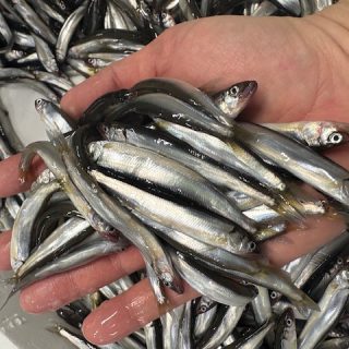 湖あゆの水揚げはじまりました