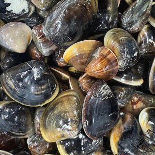 浜名湖産ハマグリ 水揚げ再開！