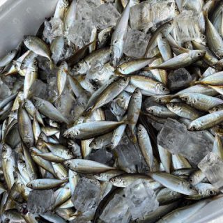 浜名湖 アジ子 水揚げ