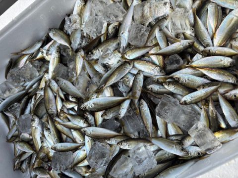 浜名湖 アジ子