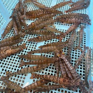 浜名湖 活小マキ 水揚げ